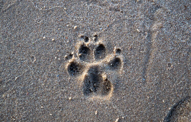 the footprint of a dog's paw in the sand