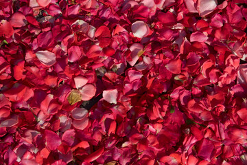 Red flower petals spread out on a flat surface fill the frame. Romantic background