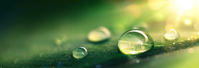 A beautiful drop of morning dew in the sun's rays, macro photography. Natural background