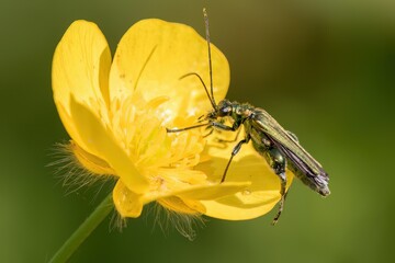 Thick legged flower beetle /Oedemeridae
