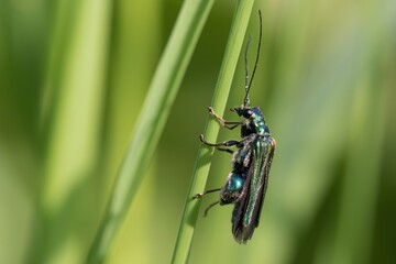 Thick legged flower beetle /Oedemeridae