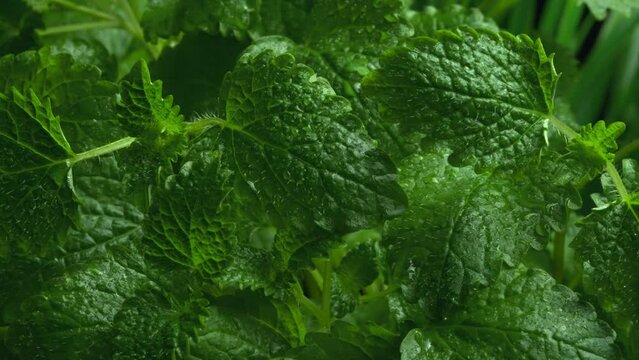 Fresh green leaves of mint. Lemon balm. Peppermint close up. Mint leaf texture in macro. Leaves pattern spearmint herbs