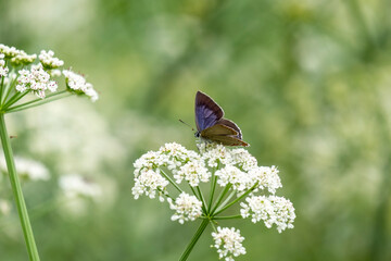 A lovely purple oak butterfly resting on a flower of the pimpinella anisum. Quercusia quercus butterfly