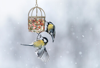 two hungry tit birds in the winter snow garden flew to the feeder with seeds and nuts