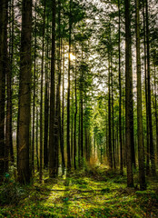 The sun shining through the branches of trees in the forest