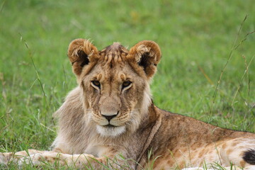 Fototapeta na wymiar Portrait of a young lion with budding mane facing the camera