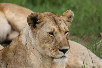 Obraz na płótnie Canvas Portrait of a sleepy lioness resting with her pride on green grass