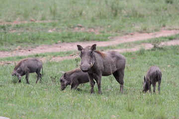 A family of warthogs with alert mother and piglets grazing on green grass 