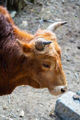 close up of a cow