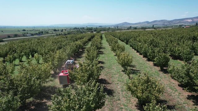 Aerial shot of a hazelnut plantation during harvest with a modern combine