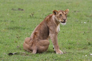 Close-up of a lioness sitting on green grass looking into camera