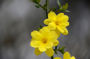 ウンナンオウバイ