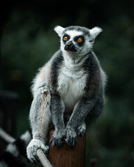 Fototapeta premium ring lemur catta