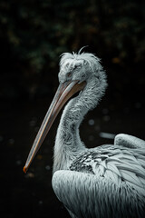 Dalmatianpelican 