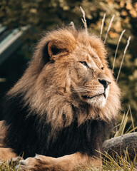 Fototapeta premium portrait of a lion