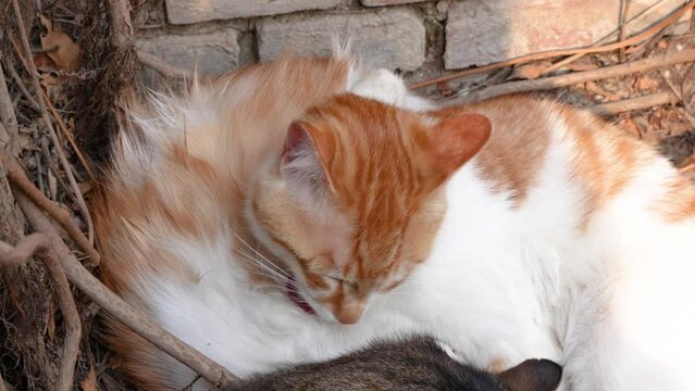 A warm picture of kittens lying together licking each other's hair to rest