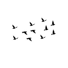 Obraz na płótnie Canvas Vector Silhouette Flying Birds