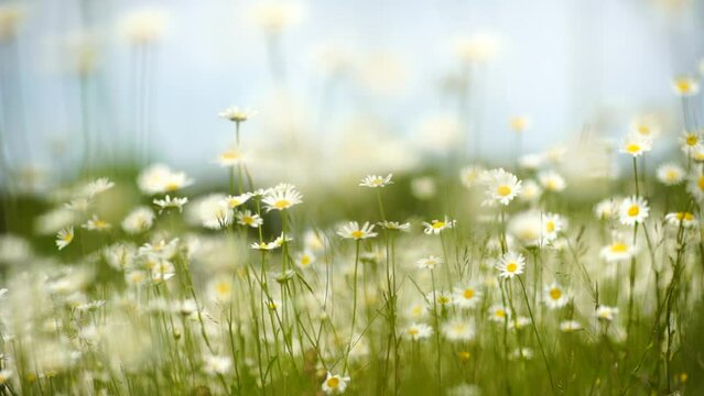 A field of white daisies in the wind sways close-up slow motion. Slow motion. Concept: nature, flowers, spring, biology, fauna, environment, ecosystem