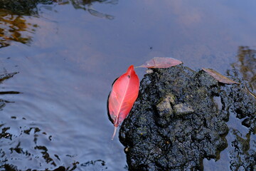 red rose petals