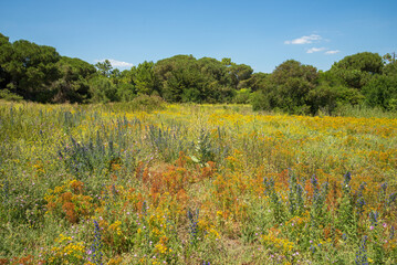 Field of wildflowers growing on coastal sandy soil Ile de R&eacute;, Charente Maritime, France