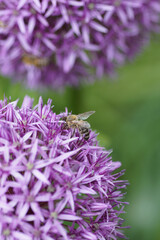 bee on allium 