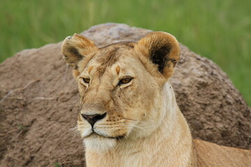Fototapeta na wymiar Portrait of an alert, regal-looking lioness resting by a huge rock