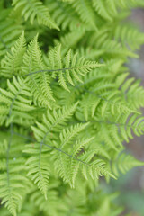 fern leaves