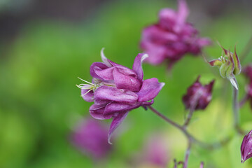 close up of achillea flower