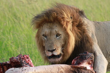 Portrait of an alert lion looking into camera, sitting near his buffalo kill
