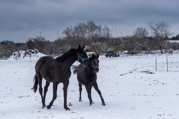 Pferde  spielen im Schnee