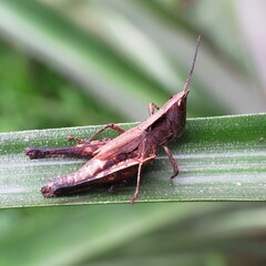 grasshopper on a leaf in the Amazon Rainforest of Peru, Loreto