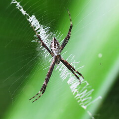 spider on the web in the rainforest of peru, Loreto 