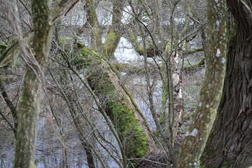 Flood in the Wilderness