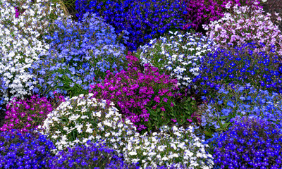 Multi-colored lobelia bushes in a flower bed in the garden.