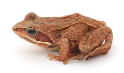 Small brown frog.