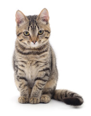 Kitten on white background.