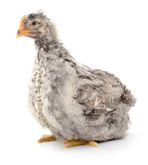 Grey hen isolated.
