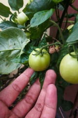 a Asian brown hand touch the unripe green tomato still hanging on its plant