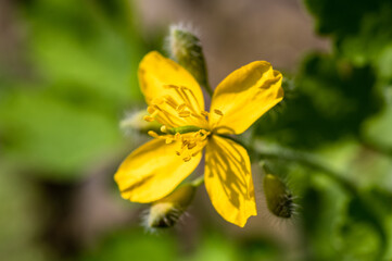 żółte wiosenne kwiaty na zielonym tle w ogrodzie w słoneczny dzień - obrazy, fototapety, plakaty