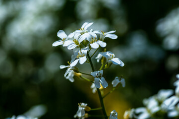 biały kwiat w ogrodzie na rabacie kwiatowej