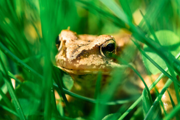 mała zielona żabka w trawie