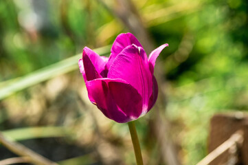 różowy tulipan na zielonym tle w ogrodzie kwiatowym
