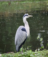 Heron