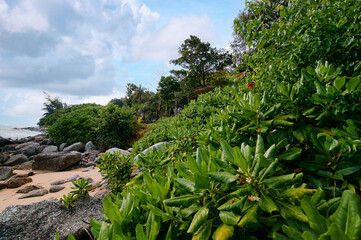 Green tropical vegetation on the sand rock beach. © luengo_ua
