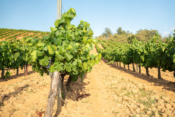 Fototapeta na wymiar vineyard rows in the countryside with rolling hills and warm in Italy