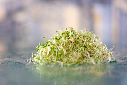 clean washed alfalfa microgreens lie on a glass table with water drops watering healthy food cultivation, microgreens, trace elements, healthy sprouts Sprouted vegetable seeds for raw food diet