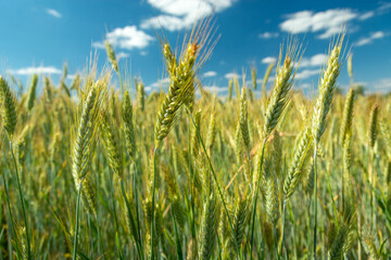 Obraz premium Close-up of green triticale ears and blue sky