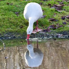 swan on the lake