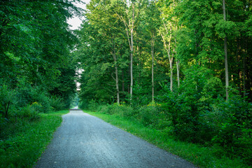 A gravel road through a dense green forest