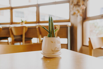 plant in pot decoration on table